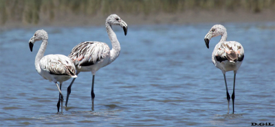 FLAMENCO AUSTRAL (Phoenicopterus chilensis) - Laguna de Rocha - ROCHA (Marzo 2014)